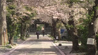 It rains cherry blossoms