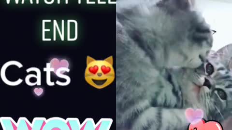 Cat Kissing Cat 😍😂 Lovely Scene || Funny Scene 🐈