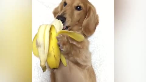 Dog eating banana in different