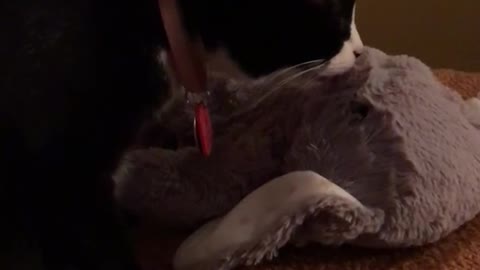 Cat licking stuffed animal repeatedly