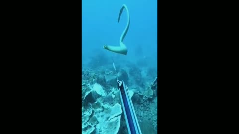 Diver protecting themself from sea snake - Sea snake