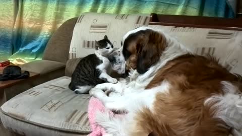 doge and cat [cute fight