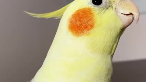 Beatifull Yellow Parrot