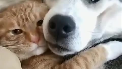 Cat And Dog Friendship - Dog And Cat Pure Love #Short