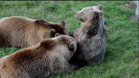 Three bears together