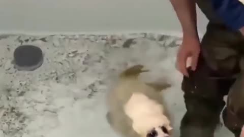 the seal is learning to swim