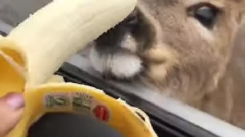 Wild Fawn (young deer) takes a banana from stranger!