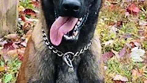 K9 Rivan stabbed to death trying to stop attack at Virginia state prison