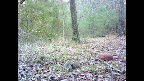 South East Texas Backyard Wildlife Garden 59