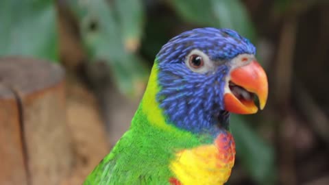 Stunning Colorful Parrot