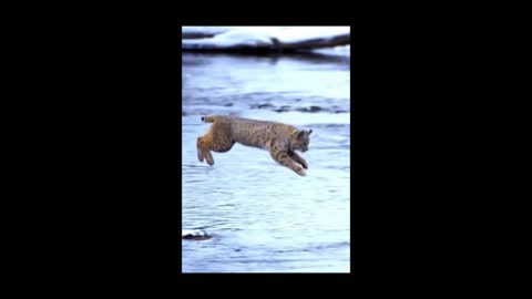 Tiger Pub Jump, Viral Animals Video Clip | Funny Animals YouTube #Shorts