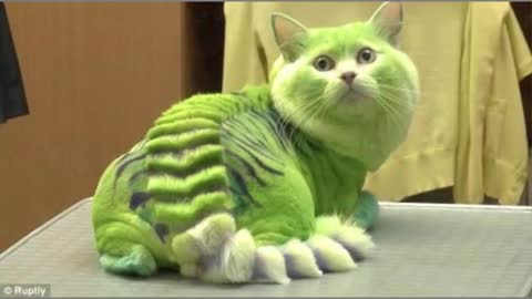 AMAZING, 15 Cats With Dragon Hair Cuts