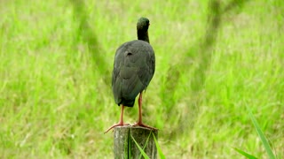See the beautiful black ibis