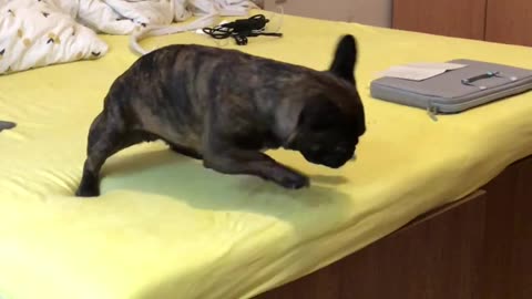 French Bulldog Battles Against the Vacuum