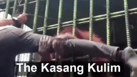 Orangutan Attack | Orangutan grabs man at zoo