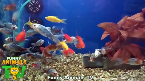 Colorful Fish !! Aquarium with colorful fishes.