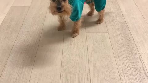 Hilarious Pup Totally Freezes Whenever He Wears An Outfit