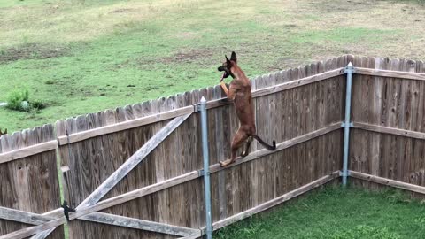 Super athletic dog climbs fence with ease