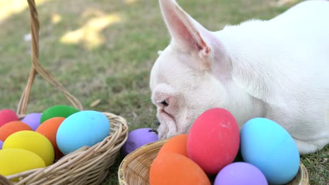French Bulldog Eat Easter Egg