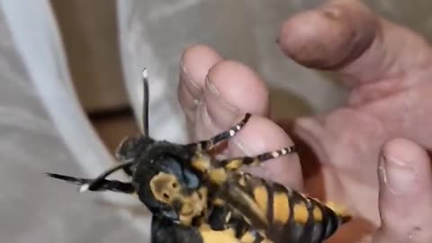 Moth SQUEAKS @moths #deathheadhawkmoth #mothsuk_HD #