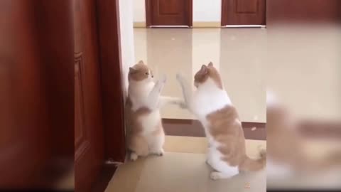 Cutie cat funny videos 😂😁😂😂😁😂😂😁😂
