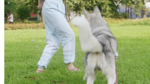 girl with the dog husky #shorts #animale