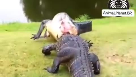 Crocodile's huge Fight Must watch