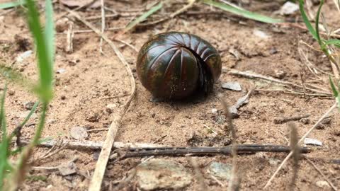 A Insect Curls Before Crawling On The Ground