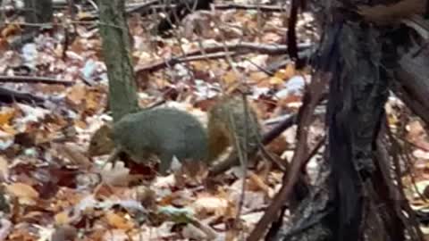 Natures Nut Gatherer