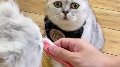 Jealousy Cat Just Realized Owner Has Another Cat