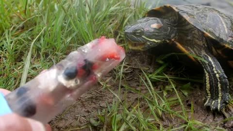 Turtle Feeding