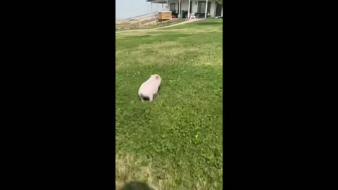 athlete pig funny run