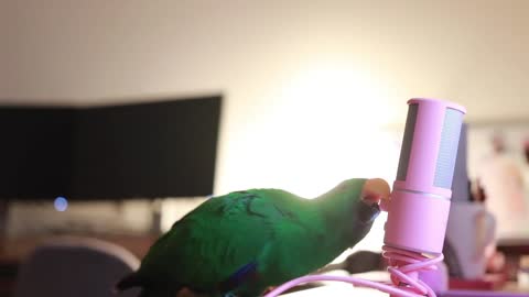 Are You a Good Boy? Adorable Red Ring Parrot Talks into Microphone