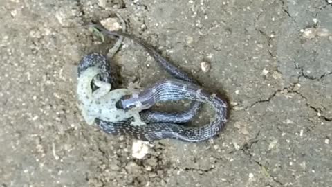 Snake eats the whole lizard