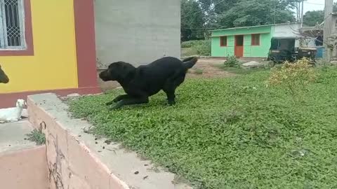 Black labrador dog playing with goat