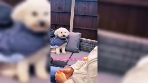Funny dog videos