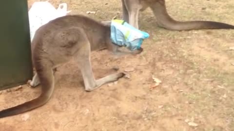 Kangaroo Gets Head Stuck in a Bag of Chips