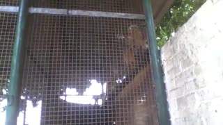 Macacos ficam curiosos com a câmera no parque, eles são legais! [Nature & Animals]