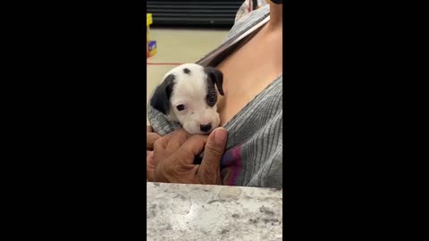 Cute Canine Customer Gives Slick Wink