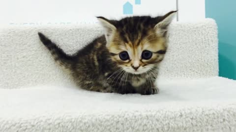 Short Leg Munchkin kitten Video