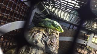 Abronia graminea taking a quick bath