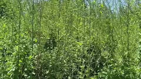 Flour white flowers in front of bamboo