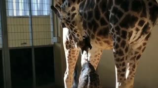 Moment Newborn Giraffe Baby Stands Up For First Time
