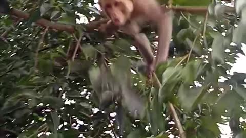 Monkey