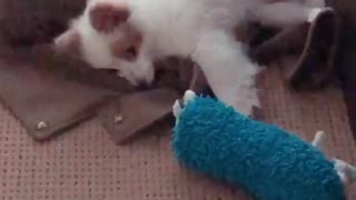 White dog laying down on top of sweater on ground