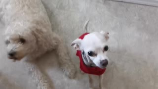 Spud and Buddy waiting for snacks