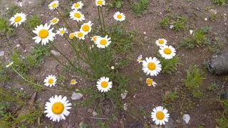 Daisies