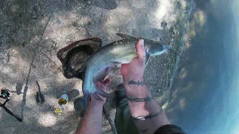 Lakeside Lake, Tucson AZ - Catfish on corn