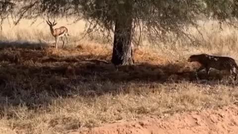 LEOPARD HUNTING DEER