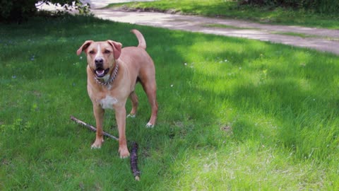 Watch This Adorable Puppy Loves Playing With A wooden Stick At The Garden!